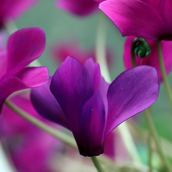 Cyclamen Purple 9cm